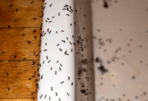 Best Commercial Pest Control Services  in Neshanic Station, NJ